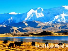 塔什库尔干：雪峰草地映衬的高原湿地