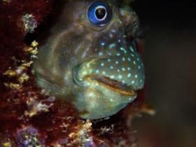 世界海洋日，关注海洋生物