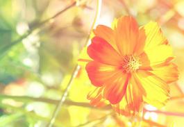 新浪总编辑陈彤辞职 称因个人原因离职