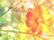 专家探讨协助巡护制度